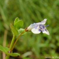Lindernia rotundifolia (L.) Alston